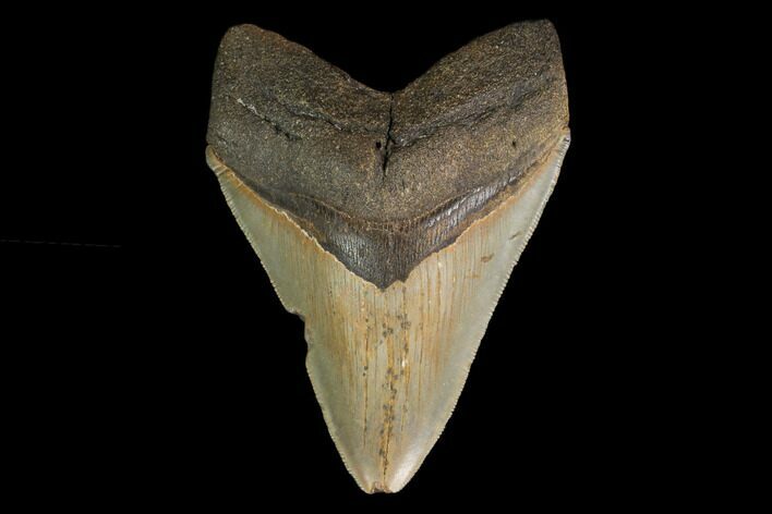Serrated, Fossil Megalodon Tooth - North Carolina #147491